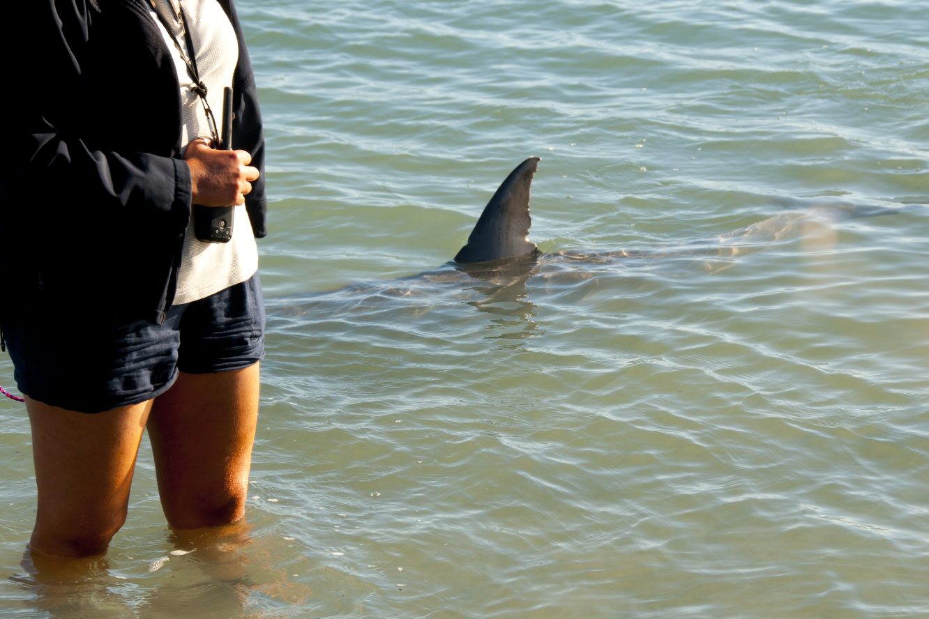 Bystander Leaps into Ocean to Save Shark Bite Victim 