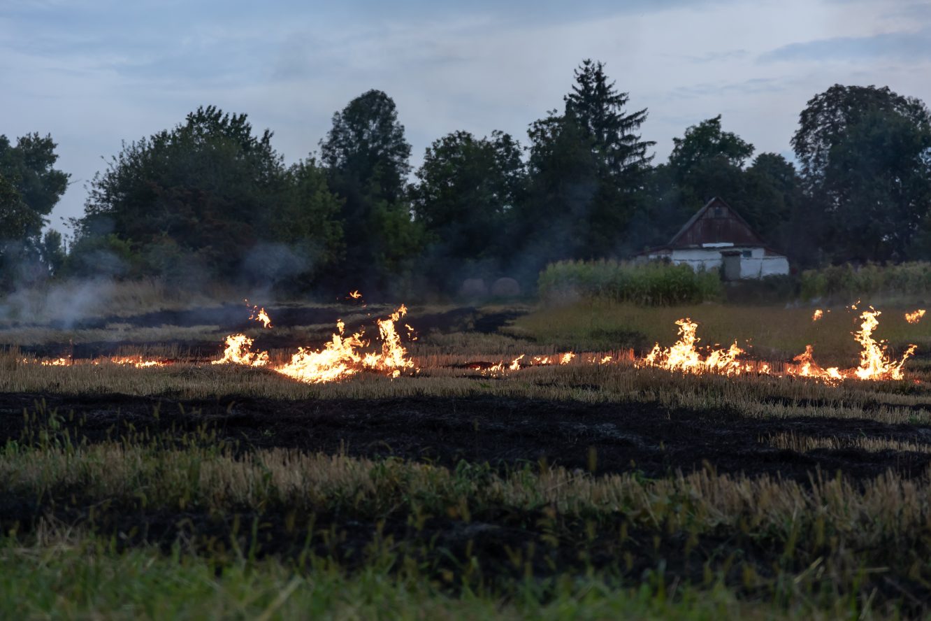 “Cluck Rogers”: Chicken Survives Wildfire Inferno in Minnesota