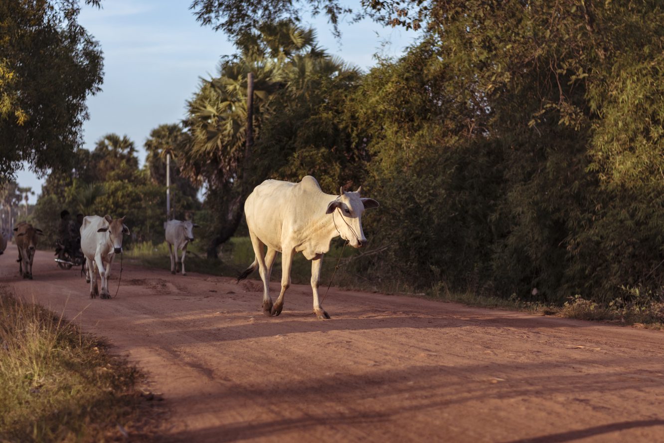 Cow Causes Commotion on Morning Commute