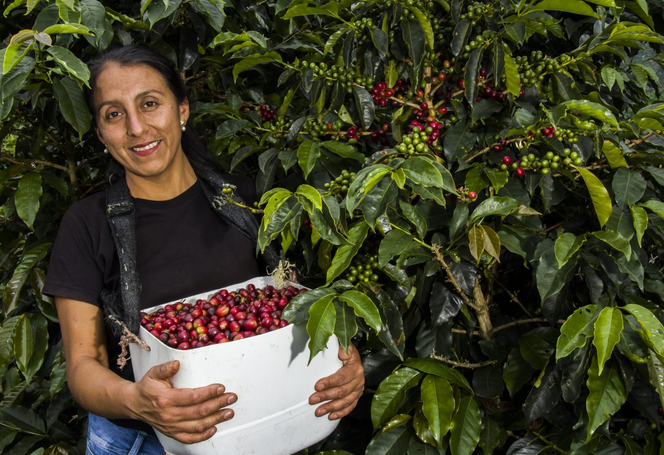 Ethiopian Coffee Forests Reborn – Brewing Conservation Success