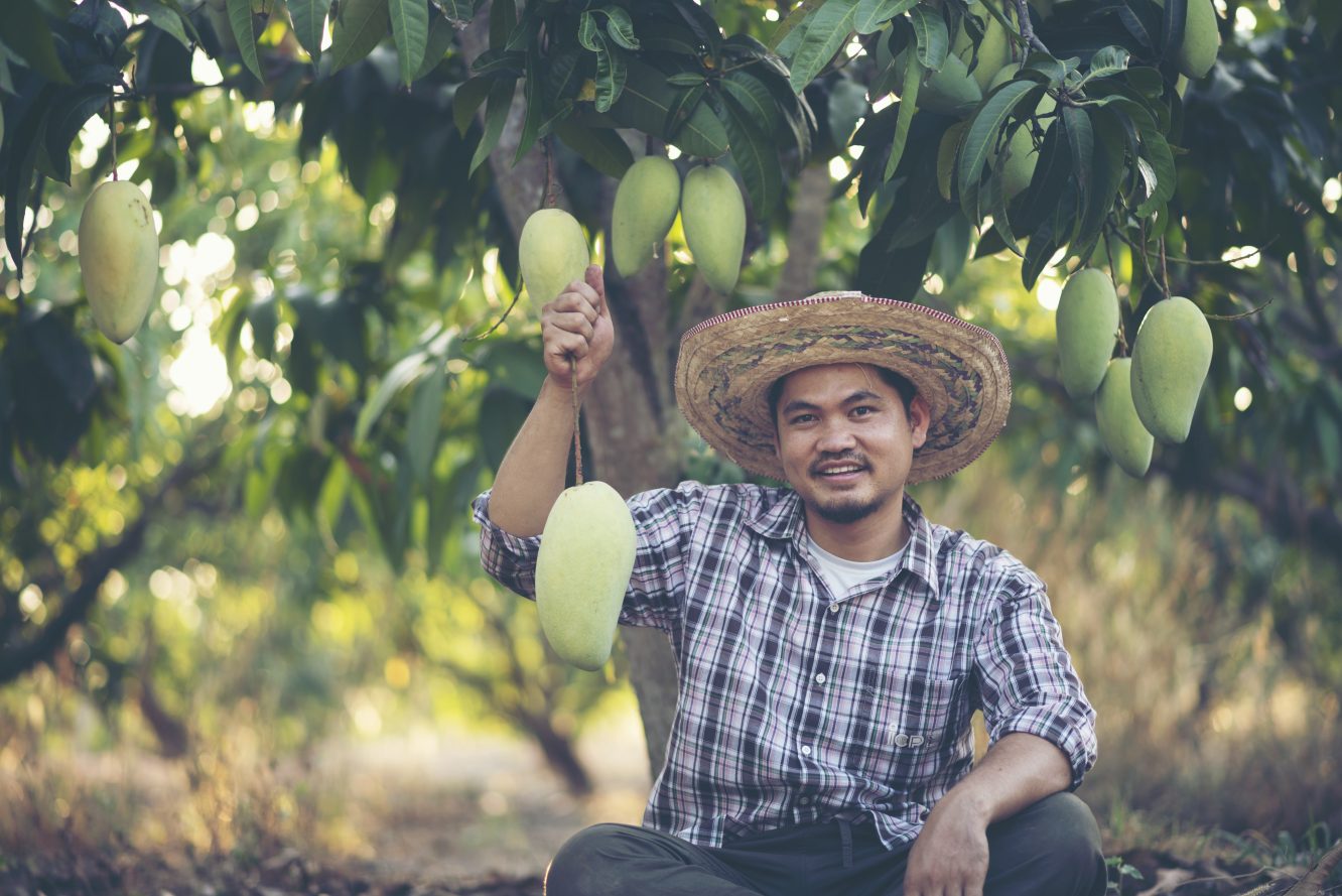 Farmer Grows 300 Types of Mangoes on One Tree