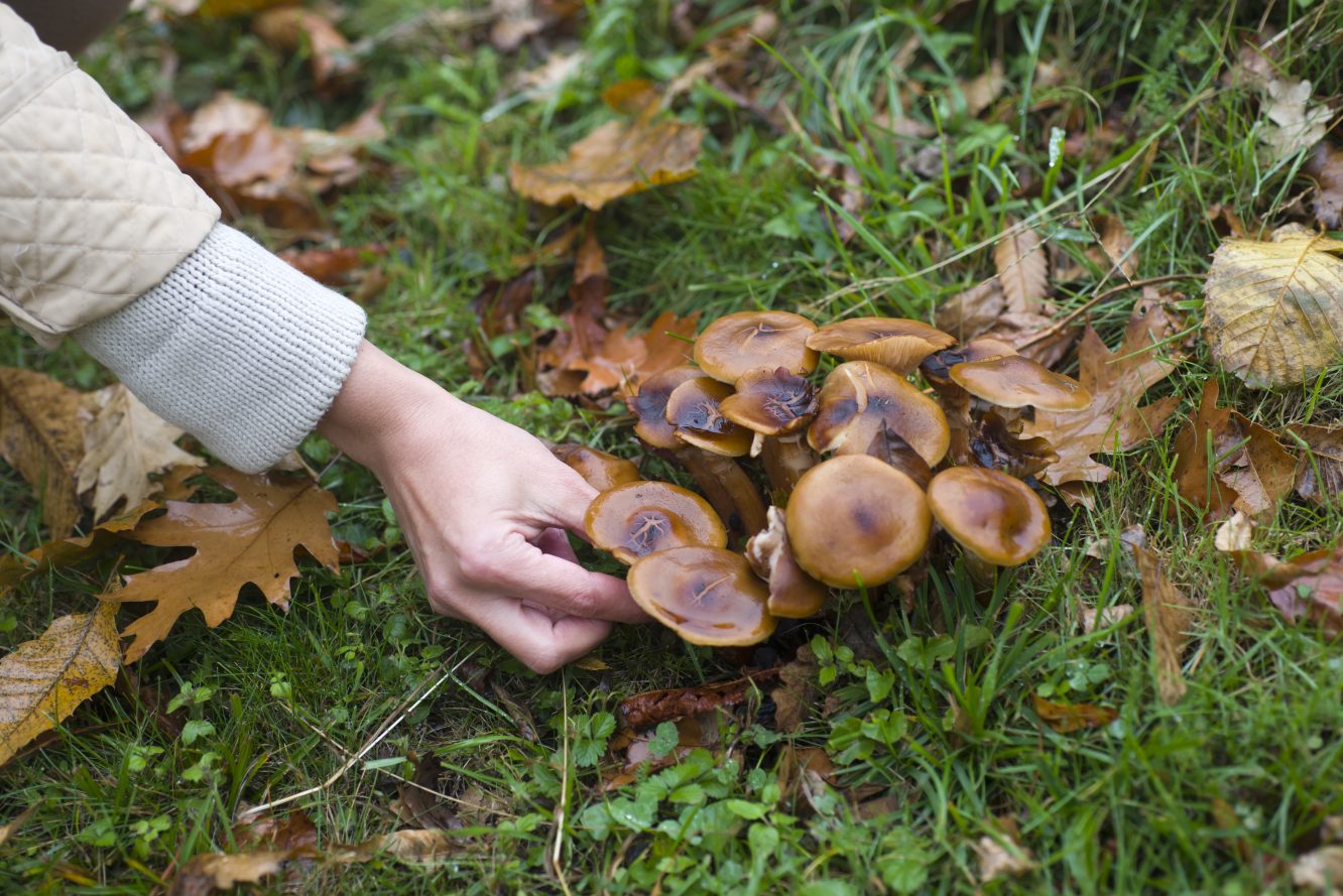 Fungi to the Rescue: Scientist Debunks “Last of Us” Fears